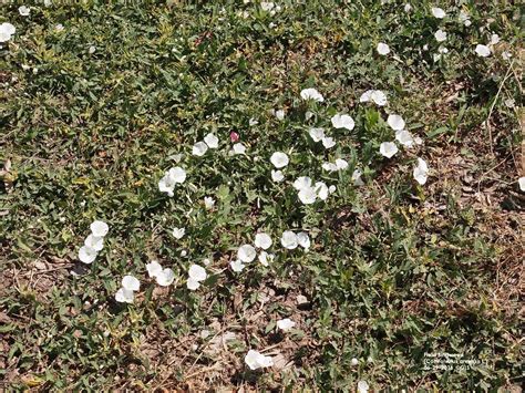 binkdwte|Field Bindweed Management in Gardens and Landscapes